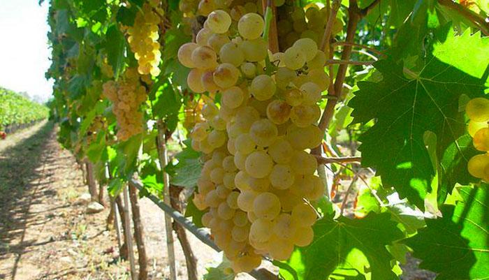 Authentic farm-to-table wine tasting in Sardinia — Henosis