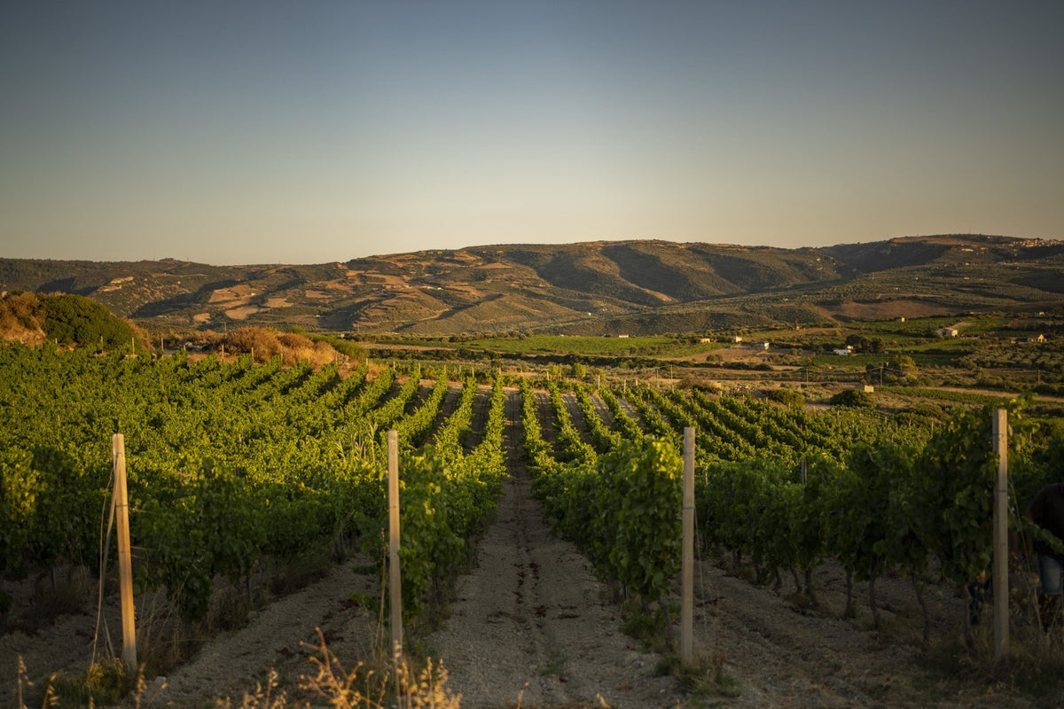 Full day wine experience at a Sardinian winery — Henosis