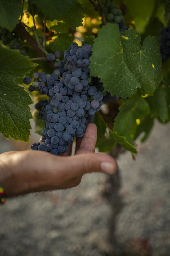 Vino Lovers wine tasting experience in the province of Sassari — Henosis